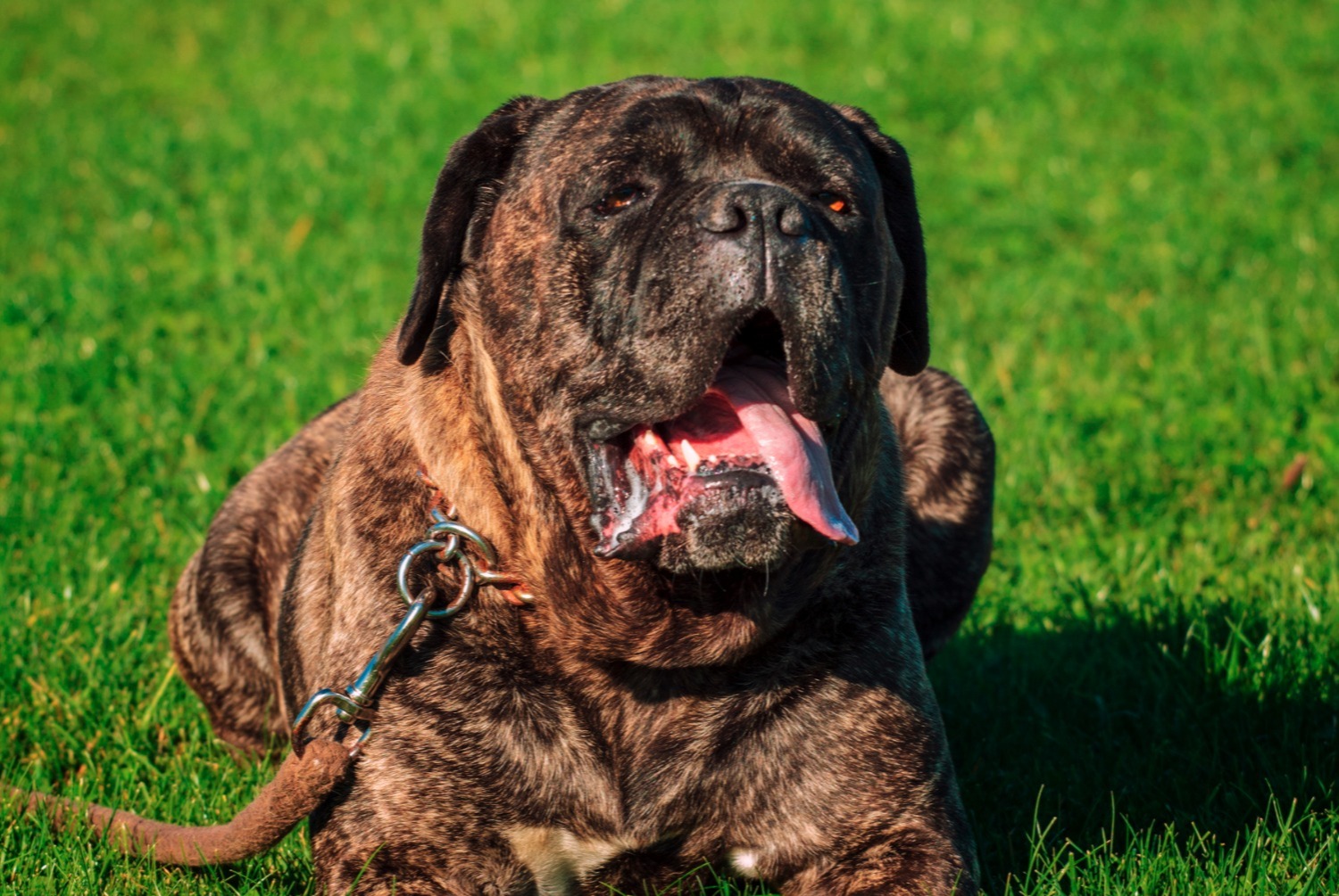 dog photo Cane Corso