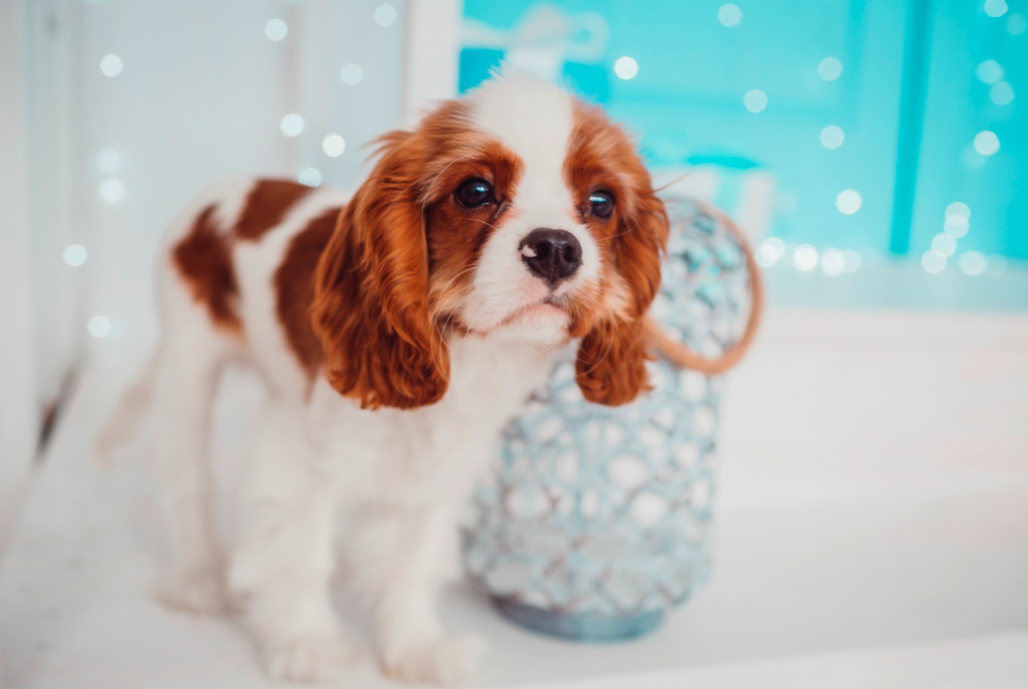 dog photo Cavalier King Charles Spaniel