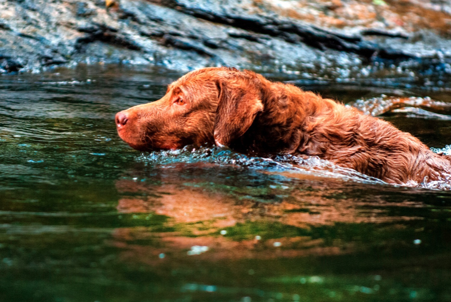 dog photo Chesapeake Bay Retriever