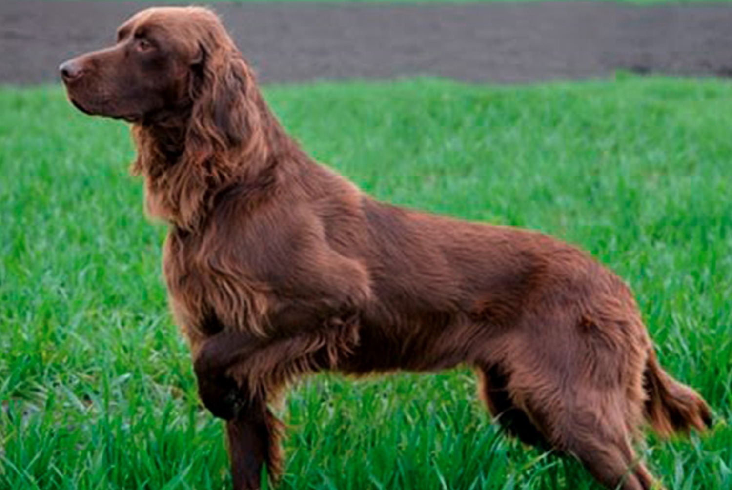 dog photo Chien d'arrêt allemand à poil long