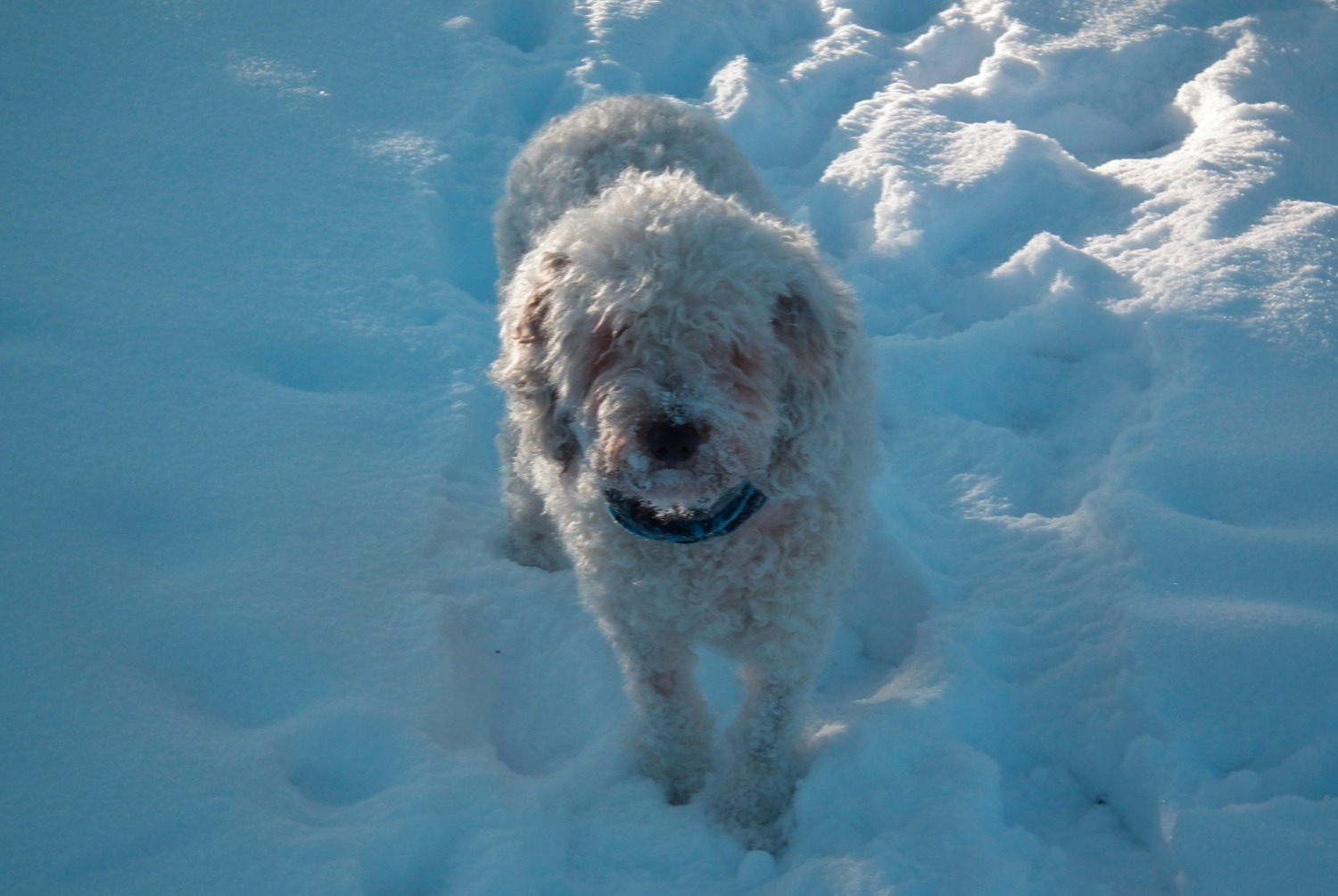 dog photo Chien d'eau espagnol