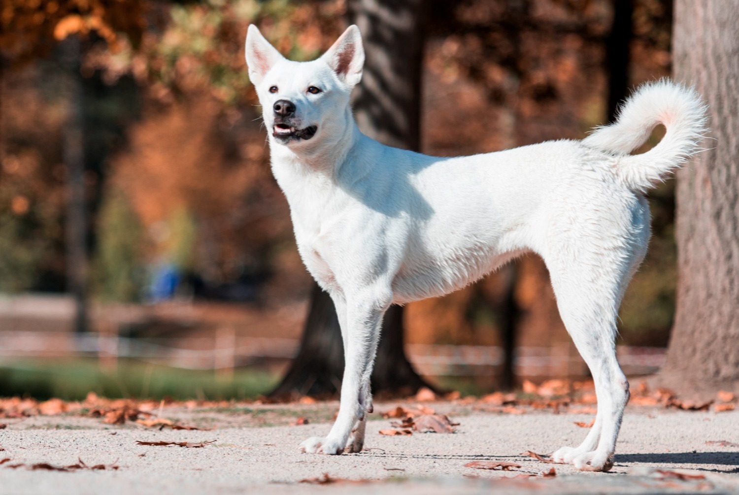 dog photo Chien de Canaan