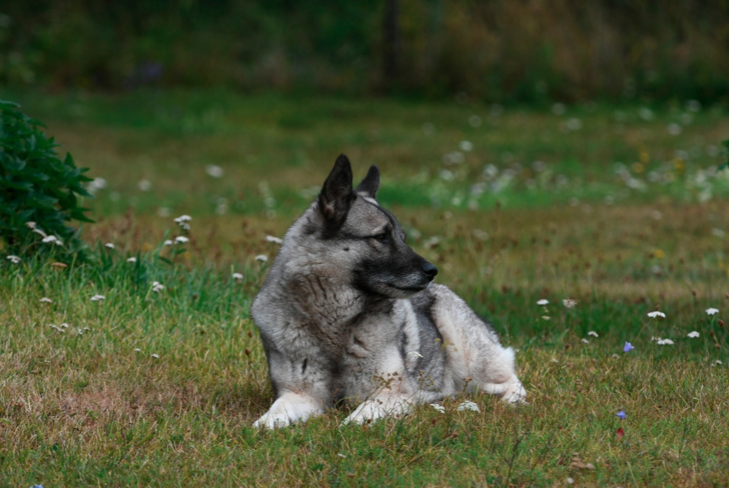 dog photo Chien d'élan norvégien