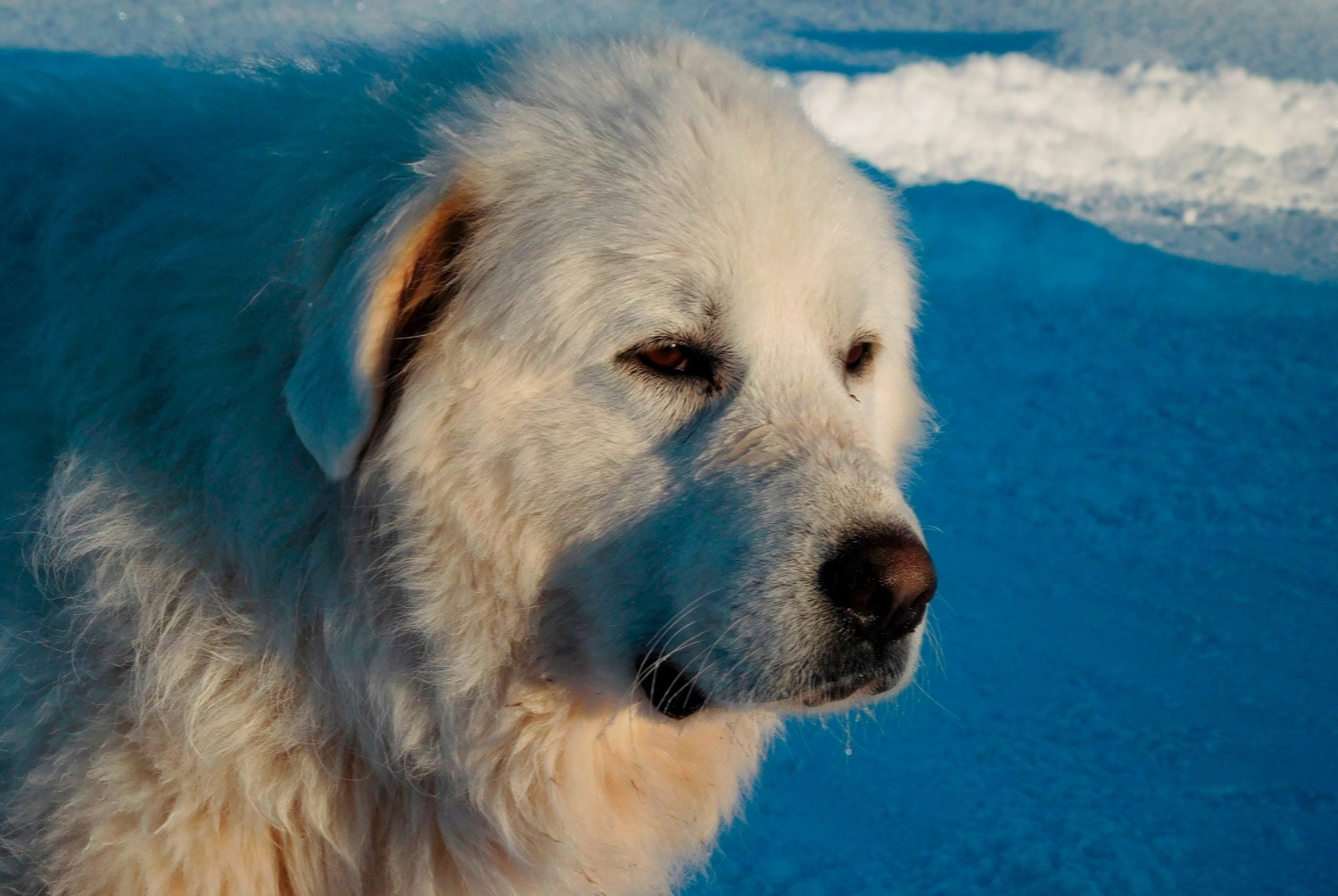 dog photo Chien de montagne des Pyrénées