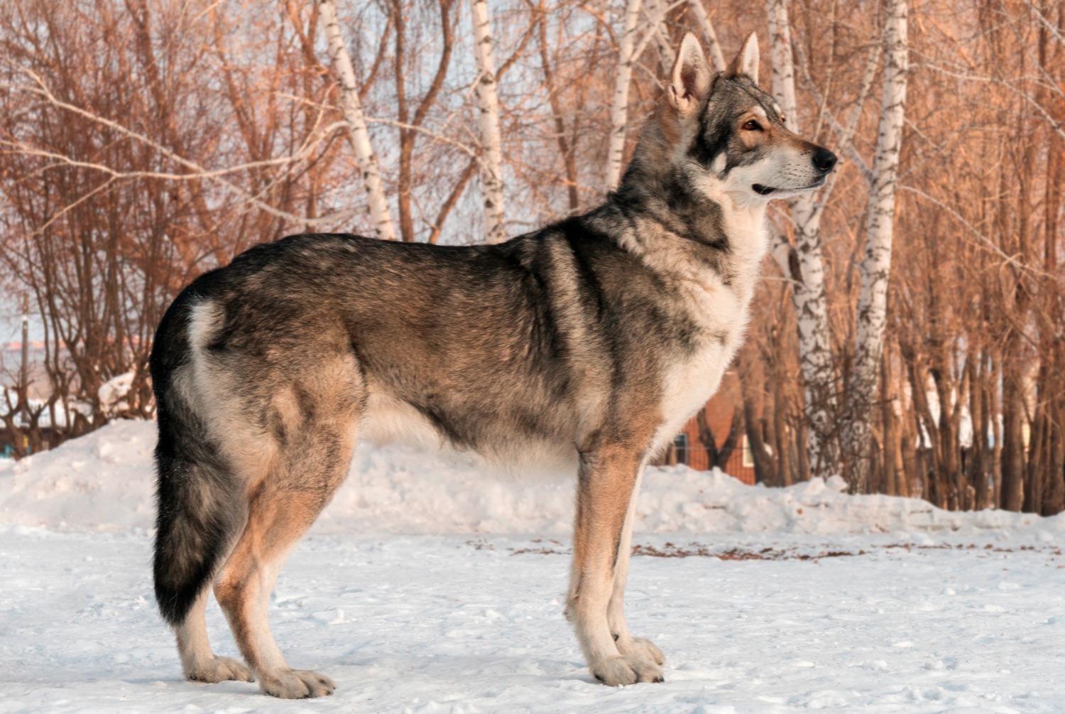 dog photo Chien-loup de Saarloos