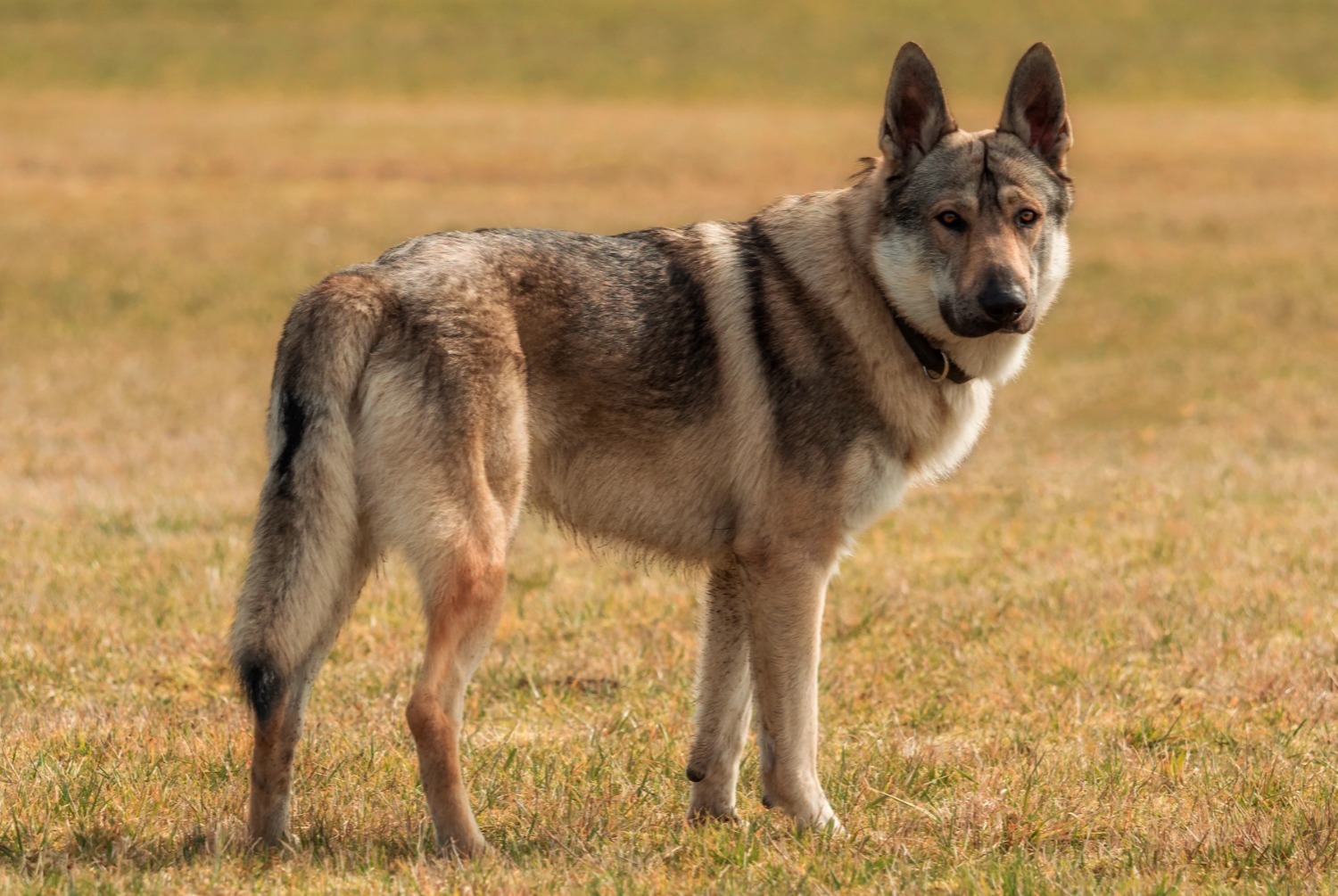 dog photo Chien-loup tchèque