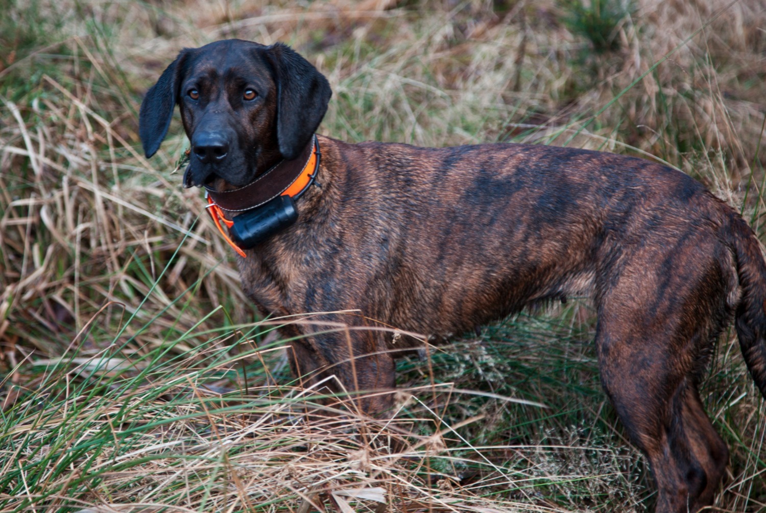 dog photo Chien rouge de Hanovre