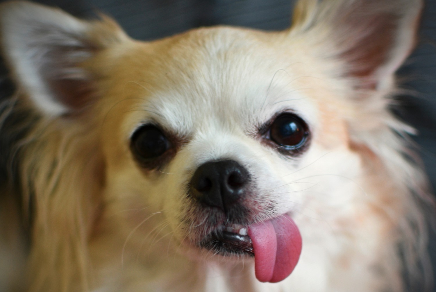 dog photo Chihuahua
