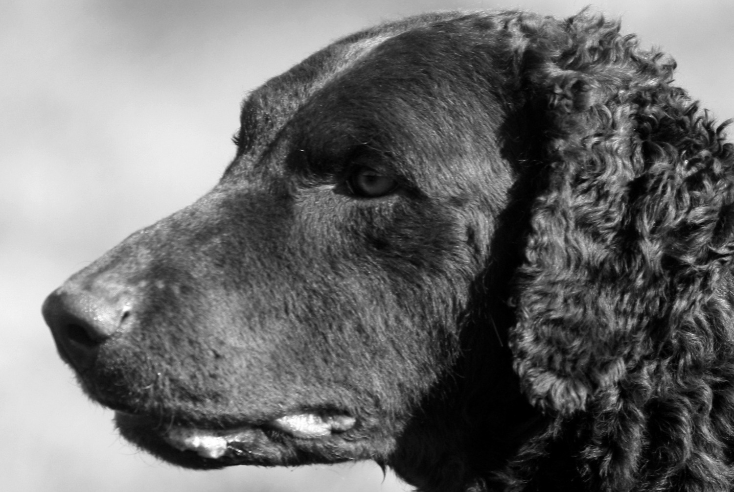 dog photo Curly-Coated Retriever