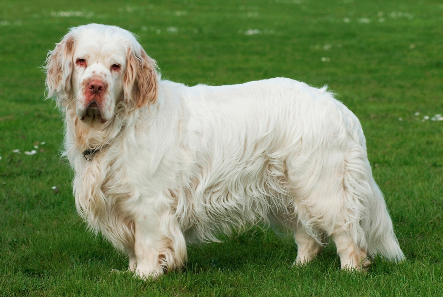 dog photo Dandie Dinmont Terrier