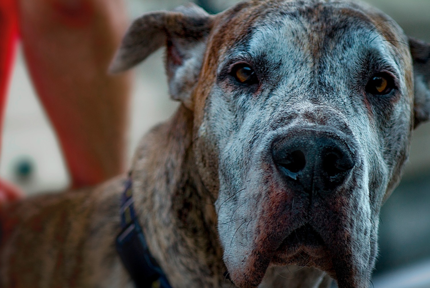 dog photo Dogue allemand