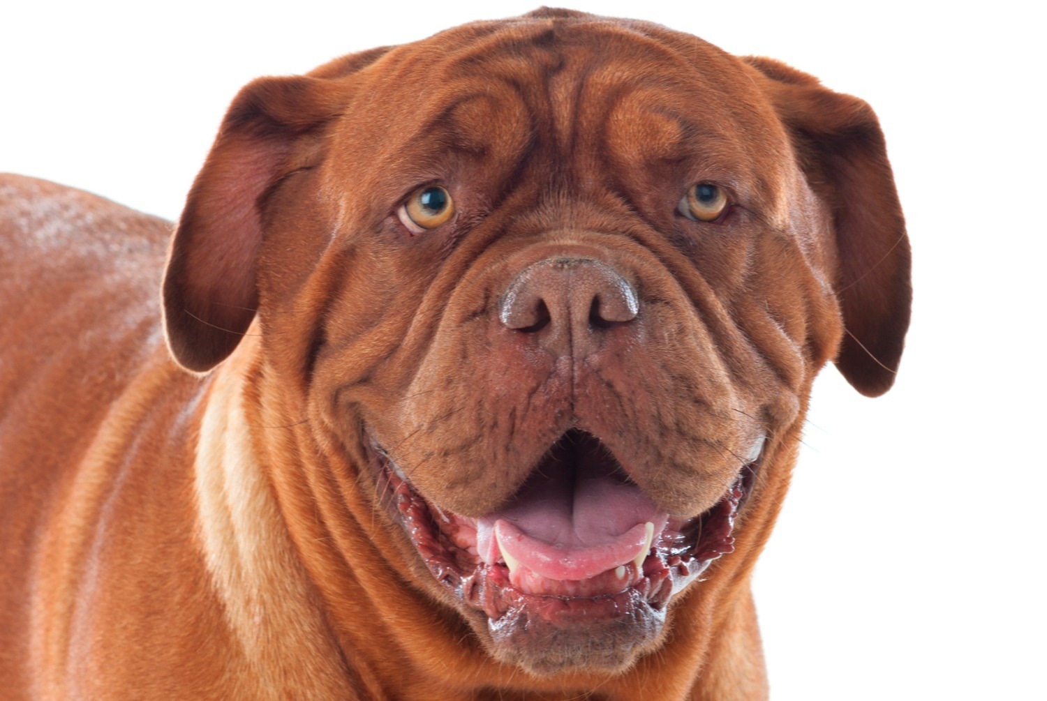 dog photo Dogue de Bordeaux