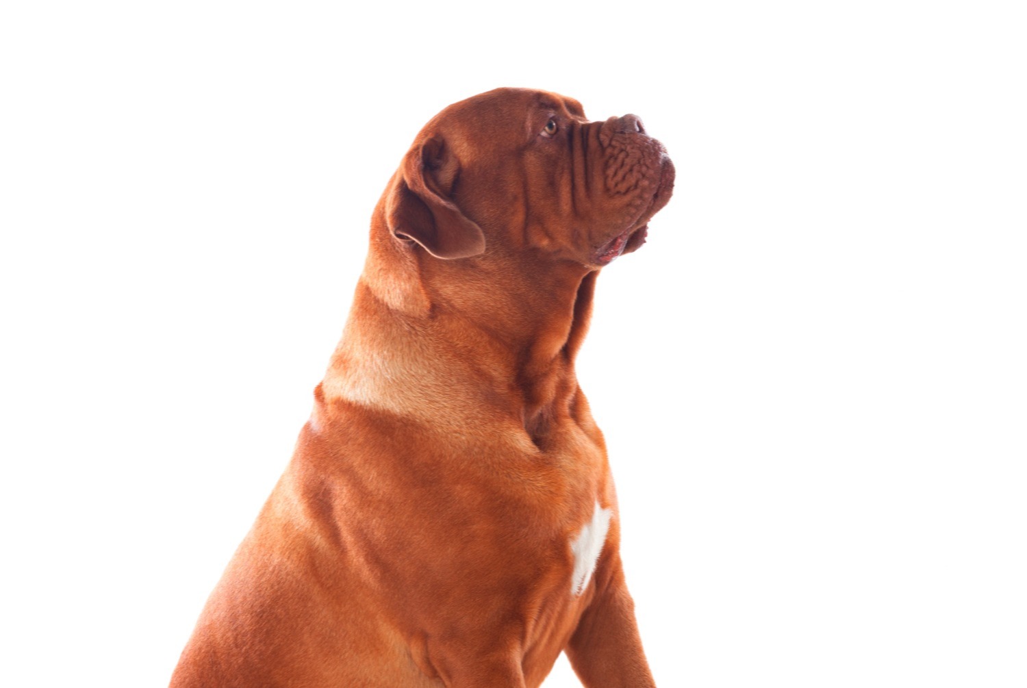 dog photo Dogue de Bordeaux