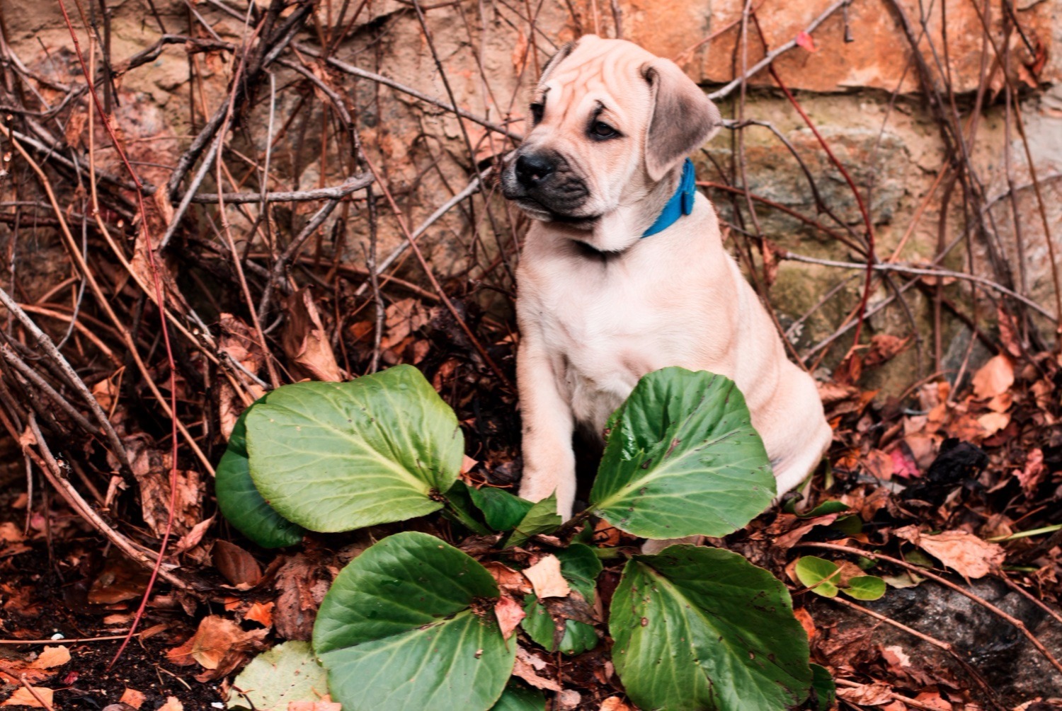 dog photo Dogue de Majorque