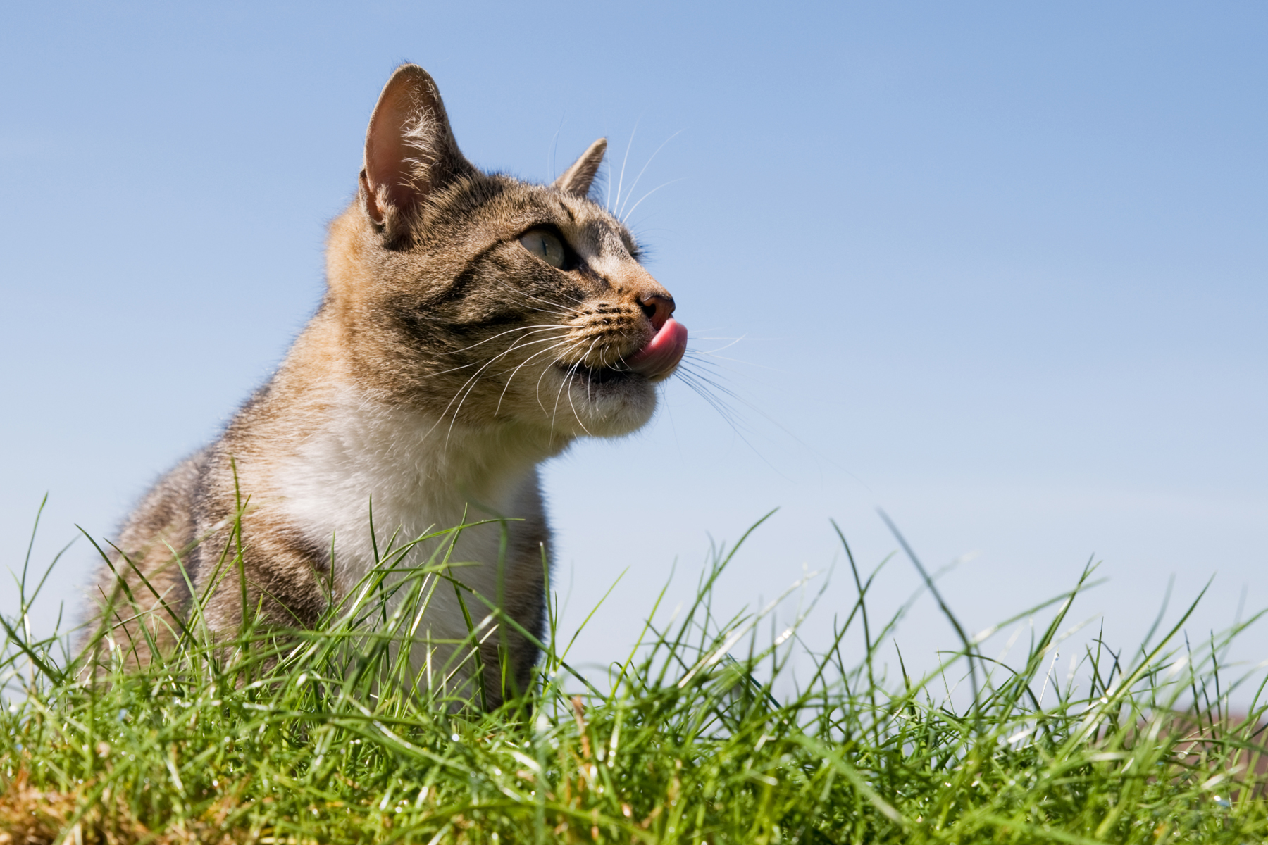 chat campagne inconnu