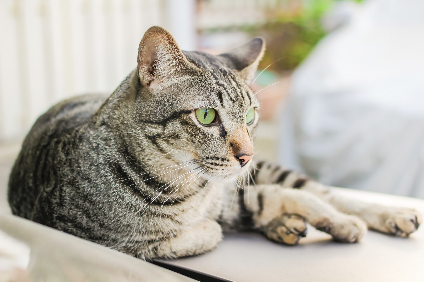 chat vol chat vol