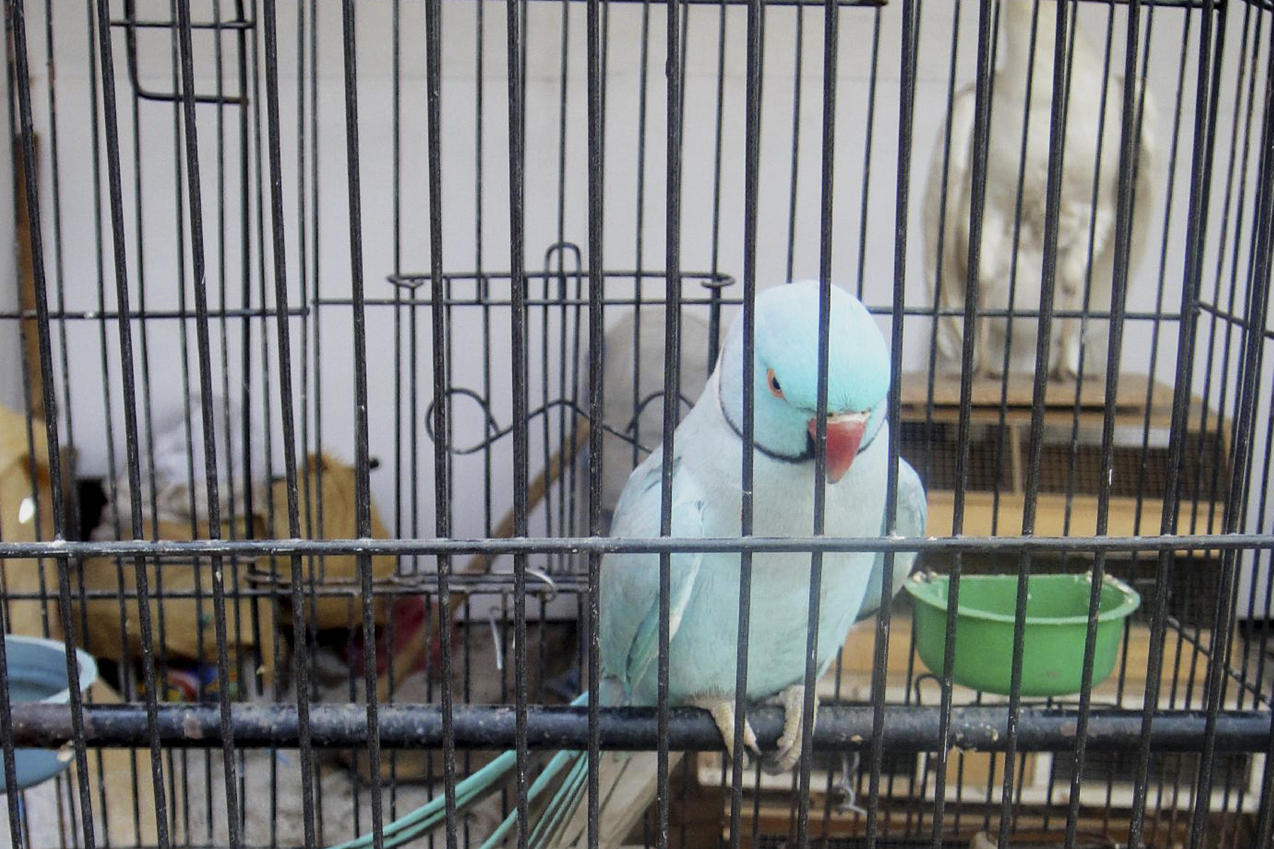 oiseau seul volière oiseau seul volière