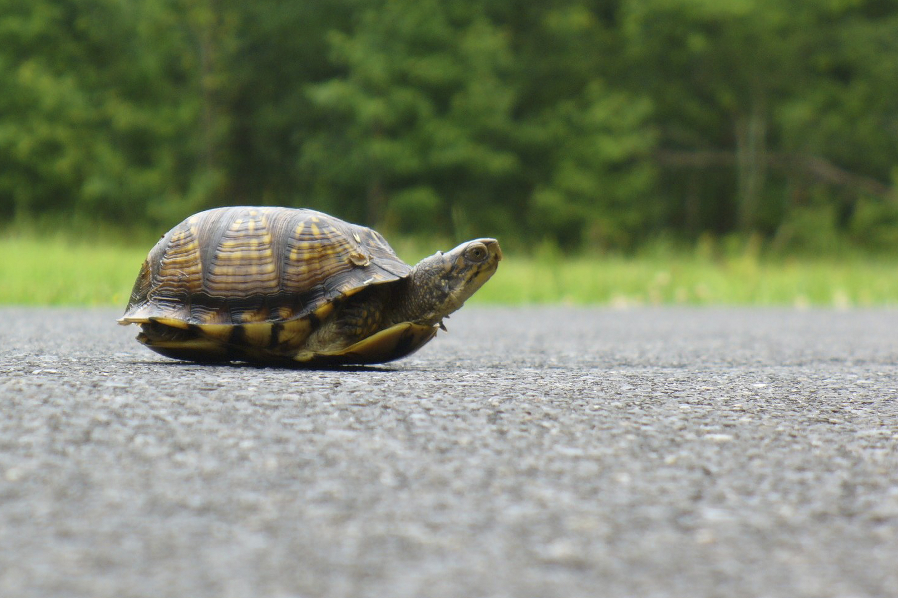 tortue route tortue route