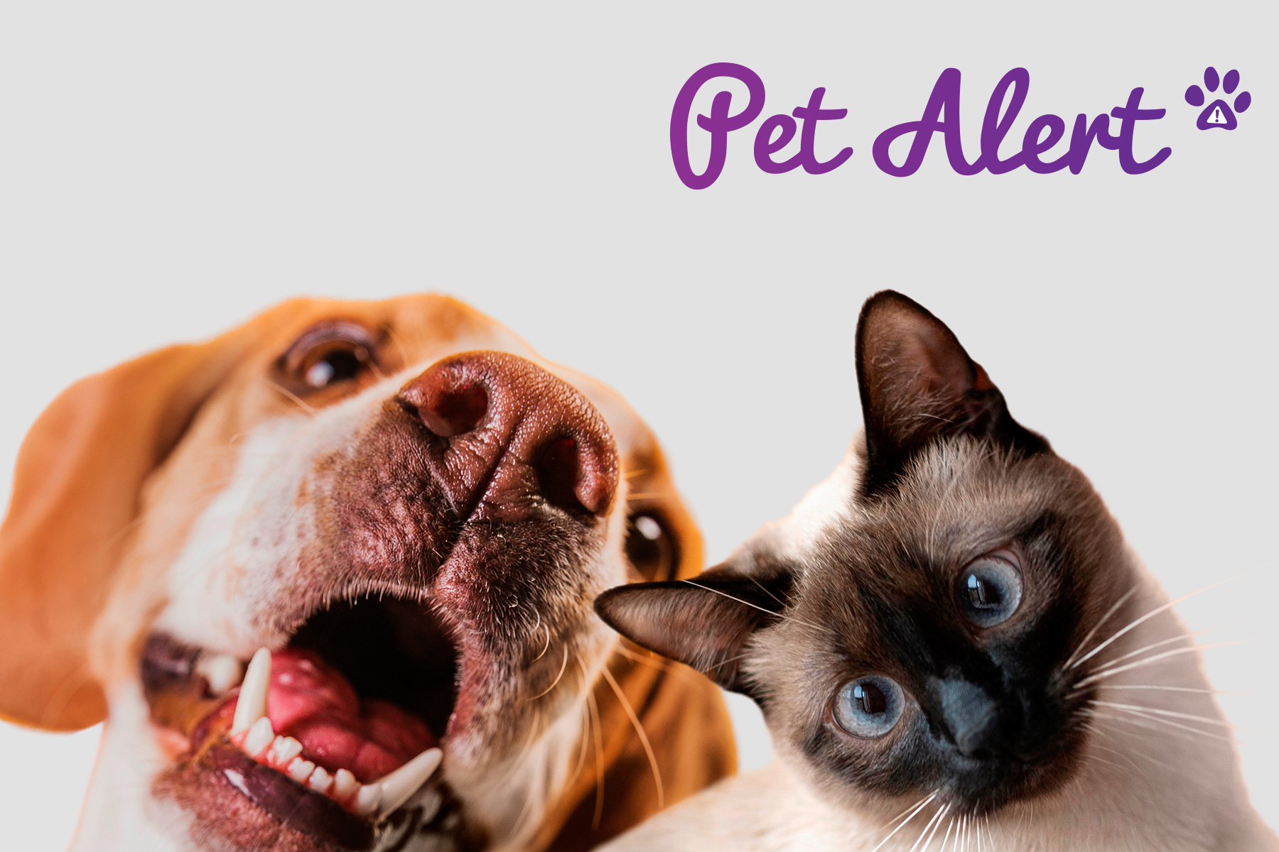 Pet Alert France, le site officiel