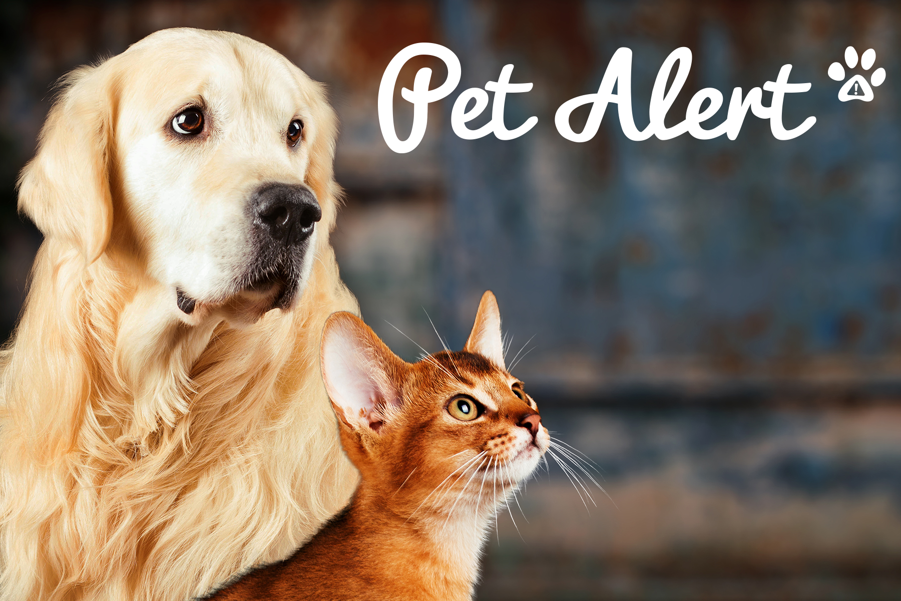 Pet Alert France, le site officiel