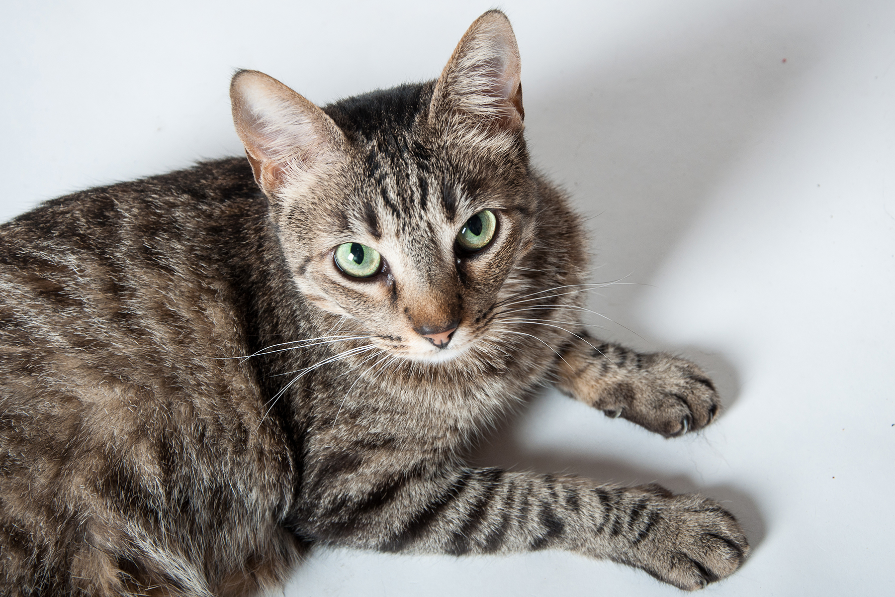 amende-chat-propriétaires amende-chat-propriétaires
