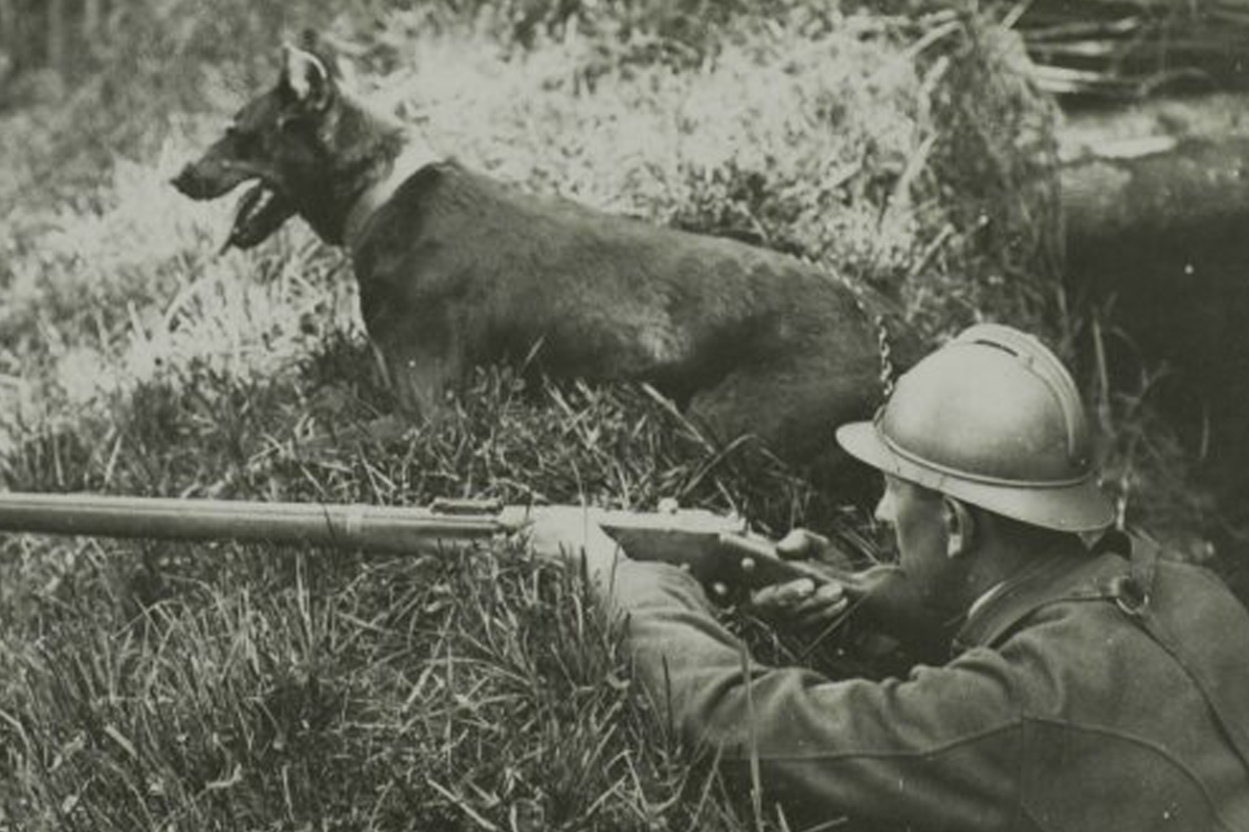 animaux de guerre animaux de guerre