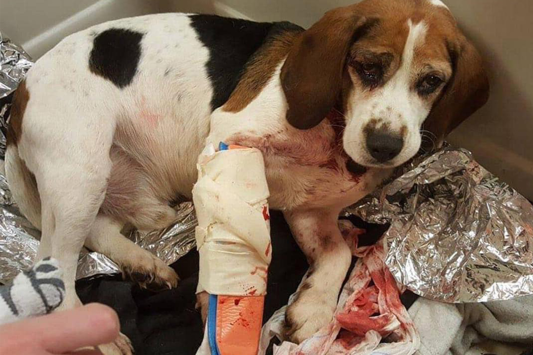arnaque chien blessé réseaux sociaux arnaque chien blessé réseaux sociaux