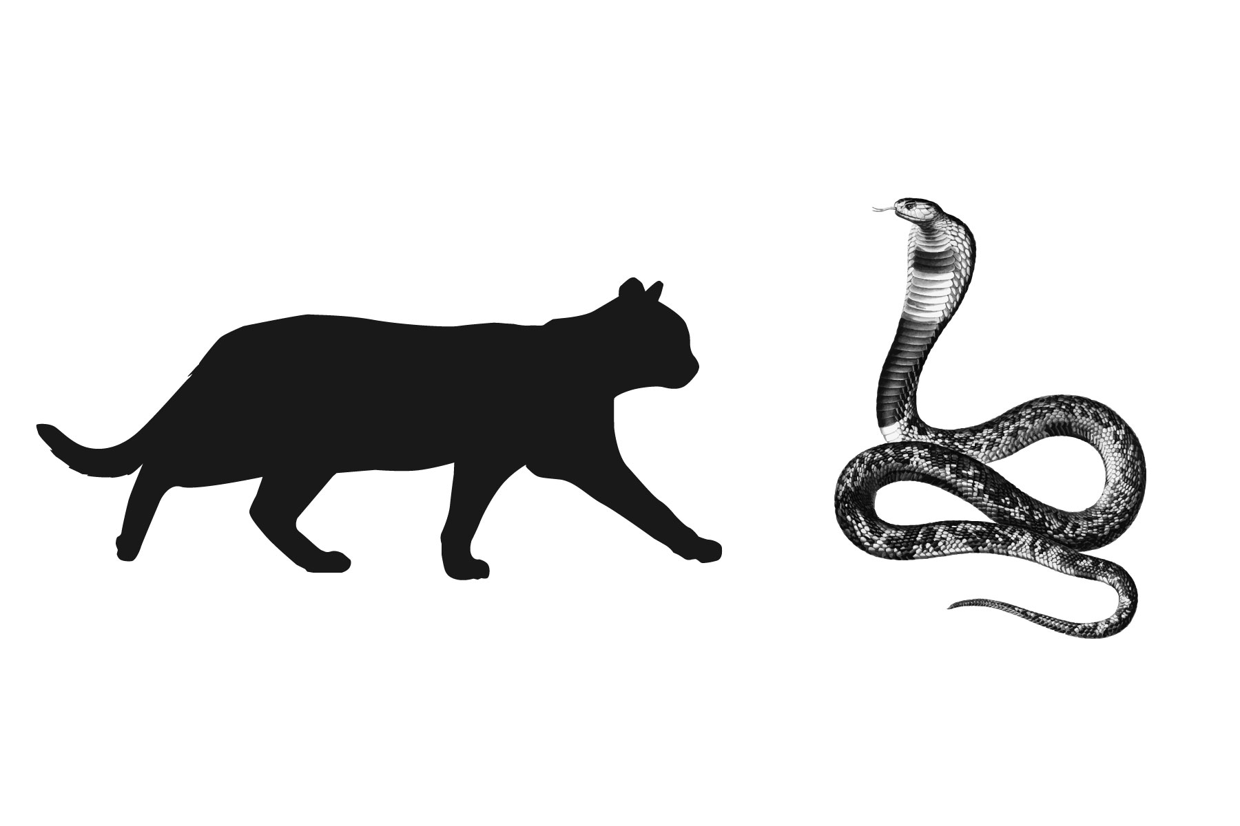 australie-serpent-combat australie-serpent-combat