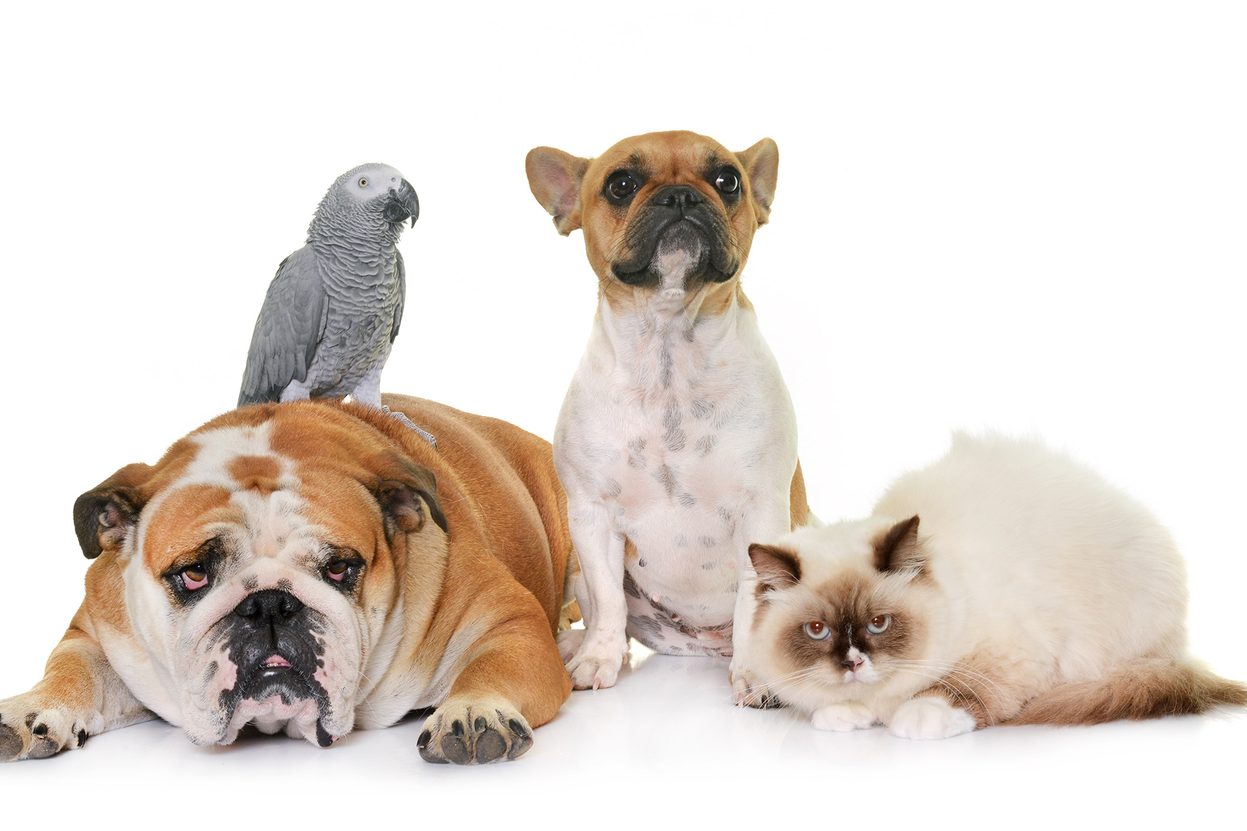 brexit-animaux-voyage brexit-animaux-voyage