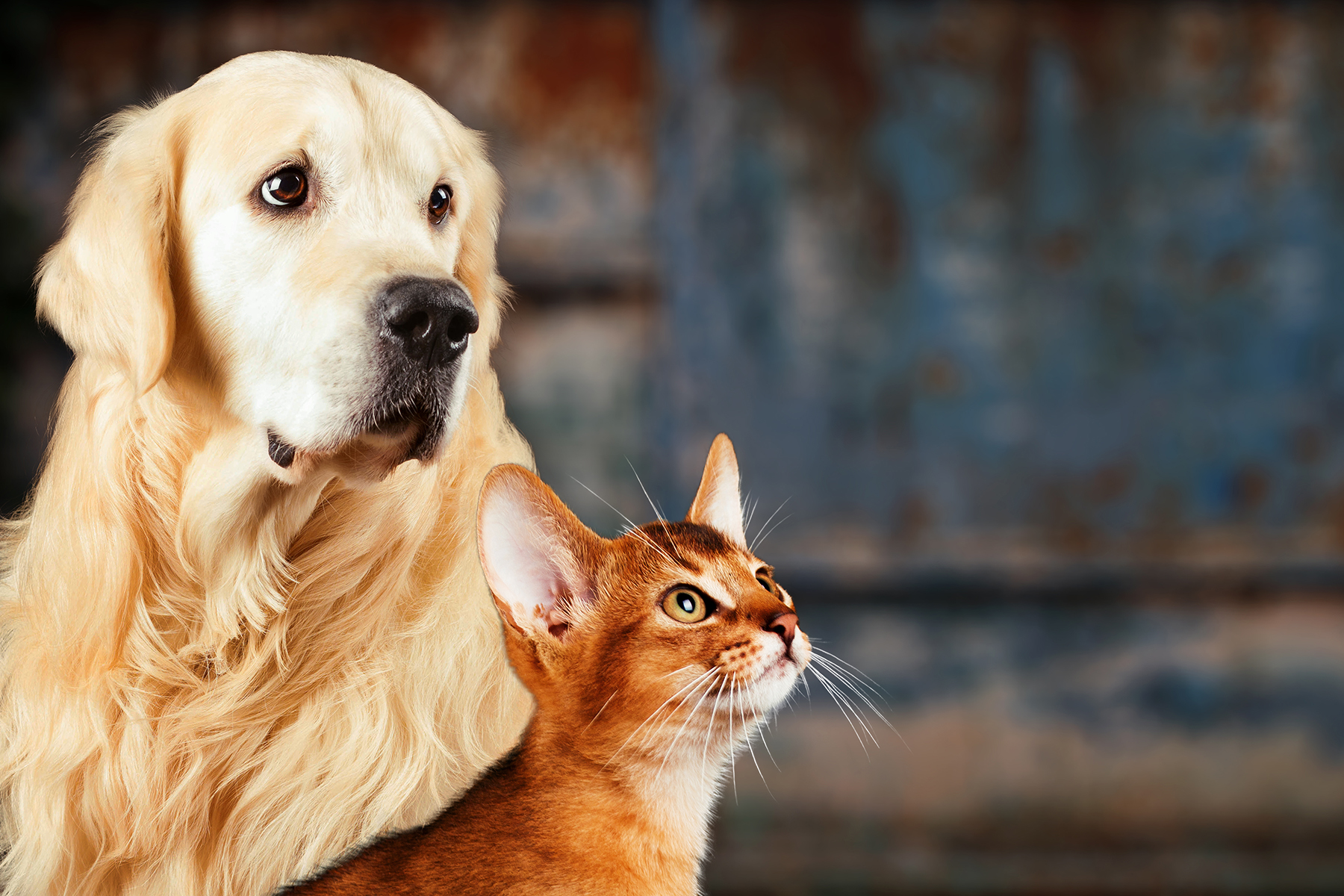 Chat Et Chien Les Meilleurs Prenoms En S Pour 21 Pets Fr Chat Et Chien Les Meilleurs Prenoms En S Pour 21 Pets Fr