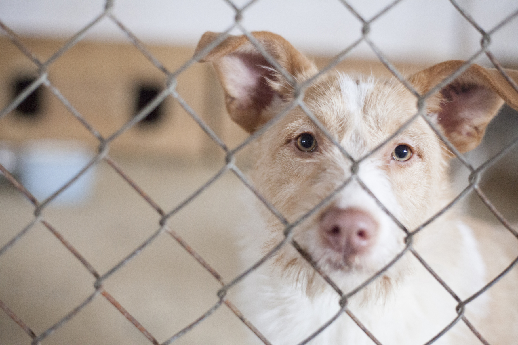 la loi sur l'abandon d'animaux