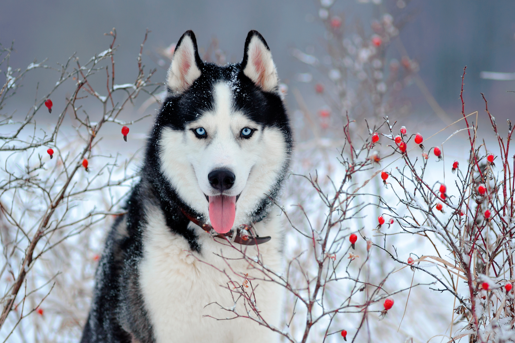 Le Husky de Sibérie pets.fr