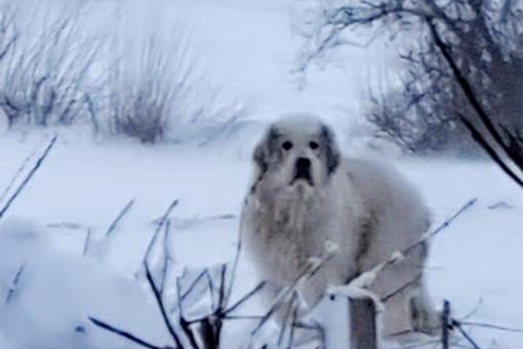 chien-neige-refuge