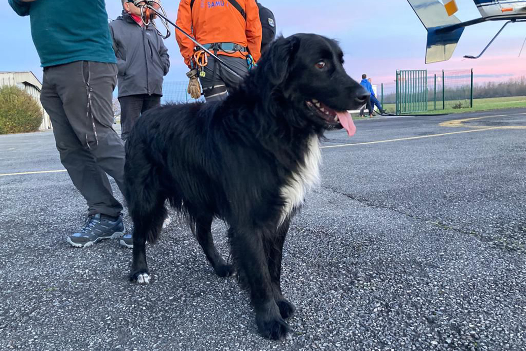 chien-pyrenees-secouristes chien-pyrenees-secouristes
