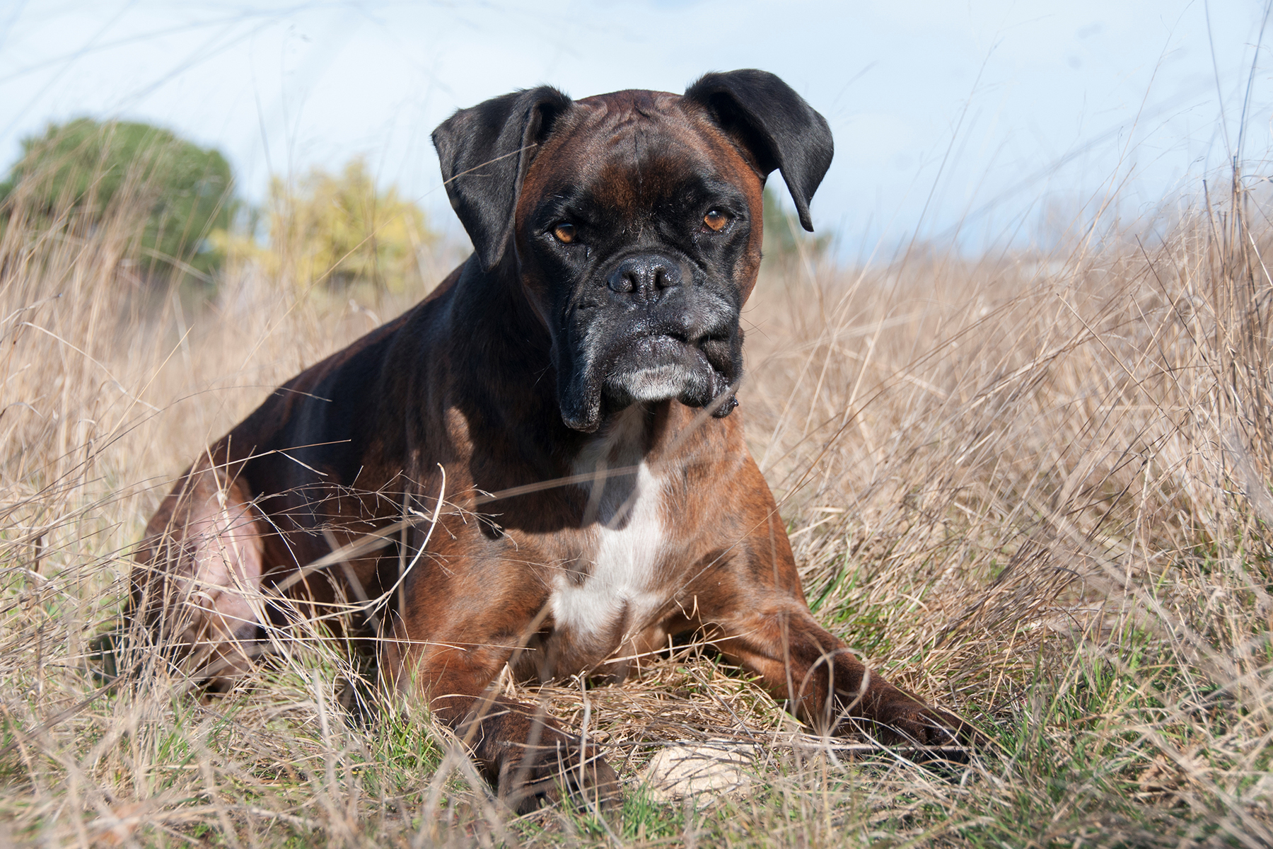 chien-races-morsures chien-races-morsures