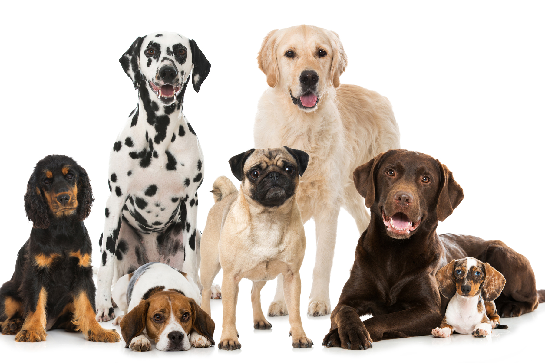 Quelle Est La Race De Mon Chien Comment choisir sa race de chien? | pets.fr