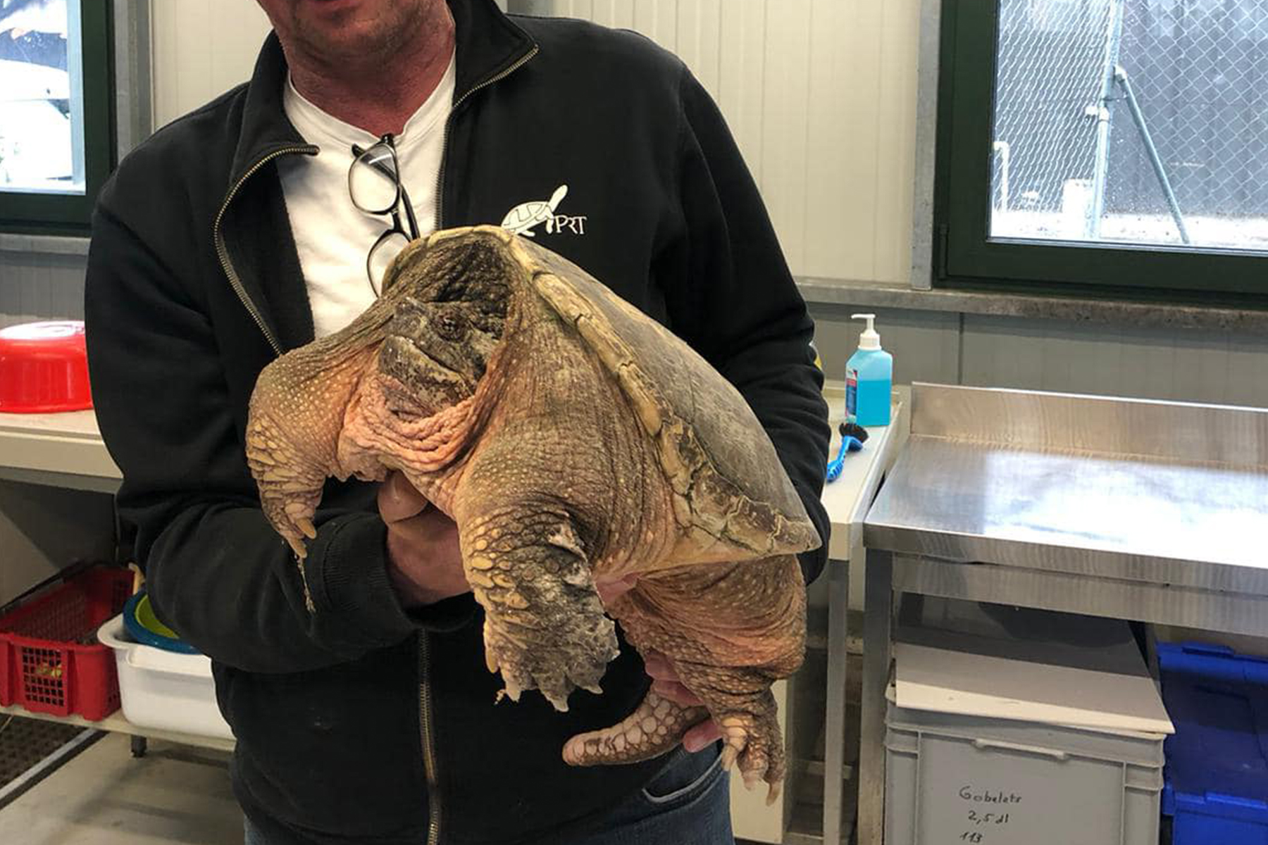 Une femme trouve une tortue hargneuse