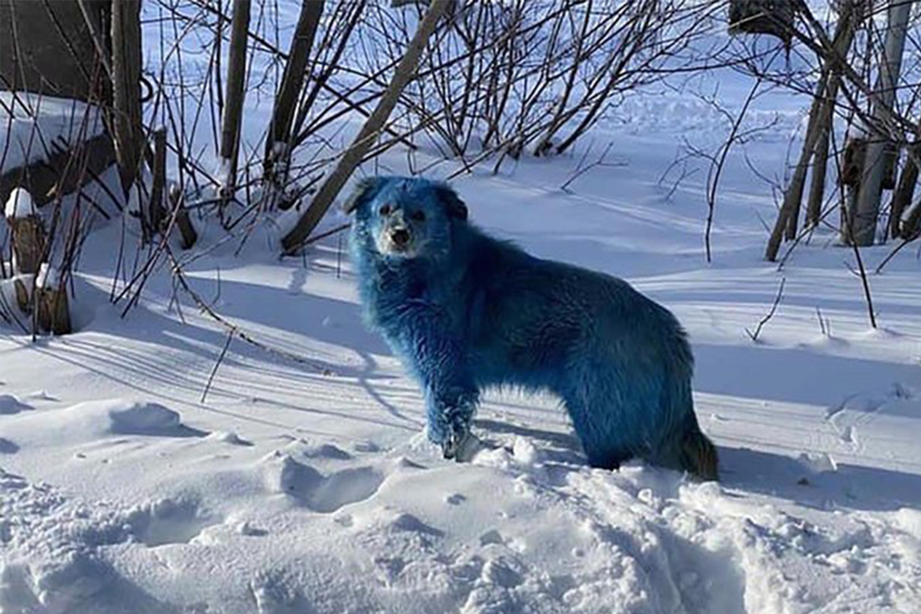 usine-couleur-chiens