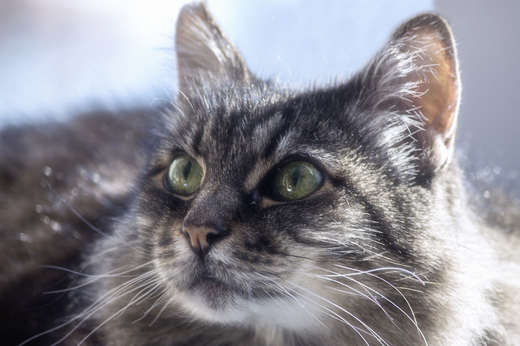 chat-errant chat-errant