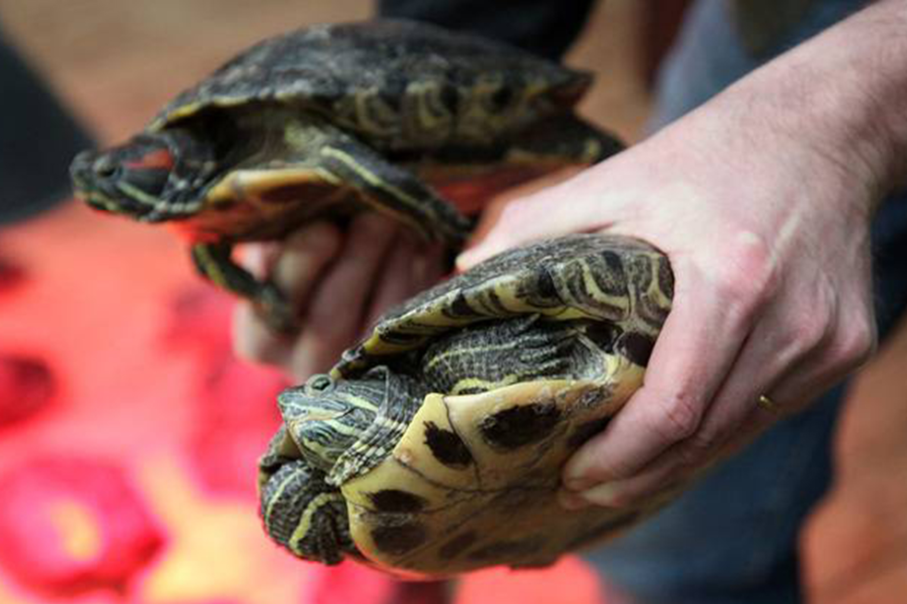 zoo-reptiles-abandons