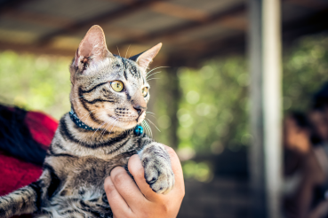 chat et son maître