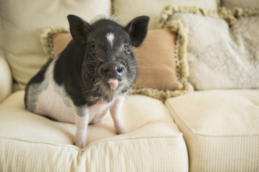cochon nain sur canapé