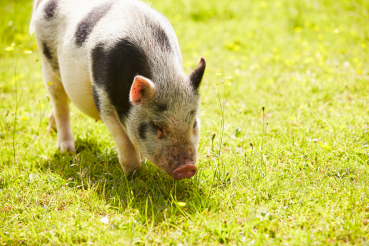 cochon nain dans l'herbe