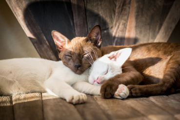 deux chats endormis l'un contre l'autre