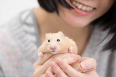 hamster dans les mains d'une femme