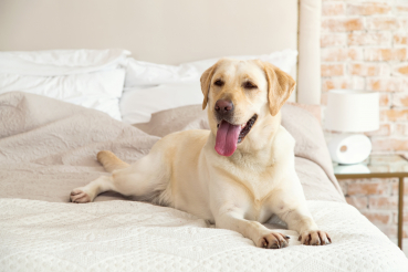 labrador sur un lit