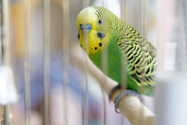 oiseau sur un perchoir dans sa cage