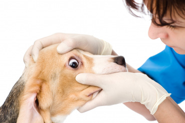 véto qui examine les yeux d'un chien