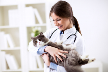 vétérinaire avec un chat dans les bras