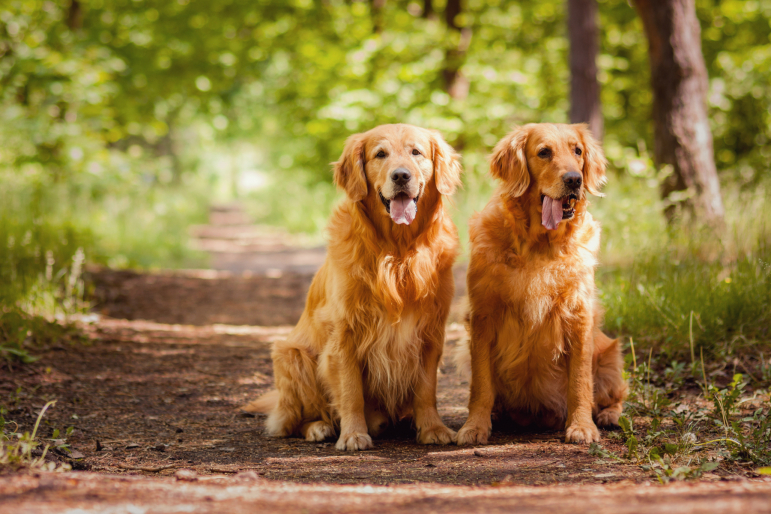 2 golden retriever